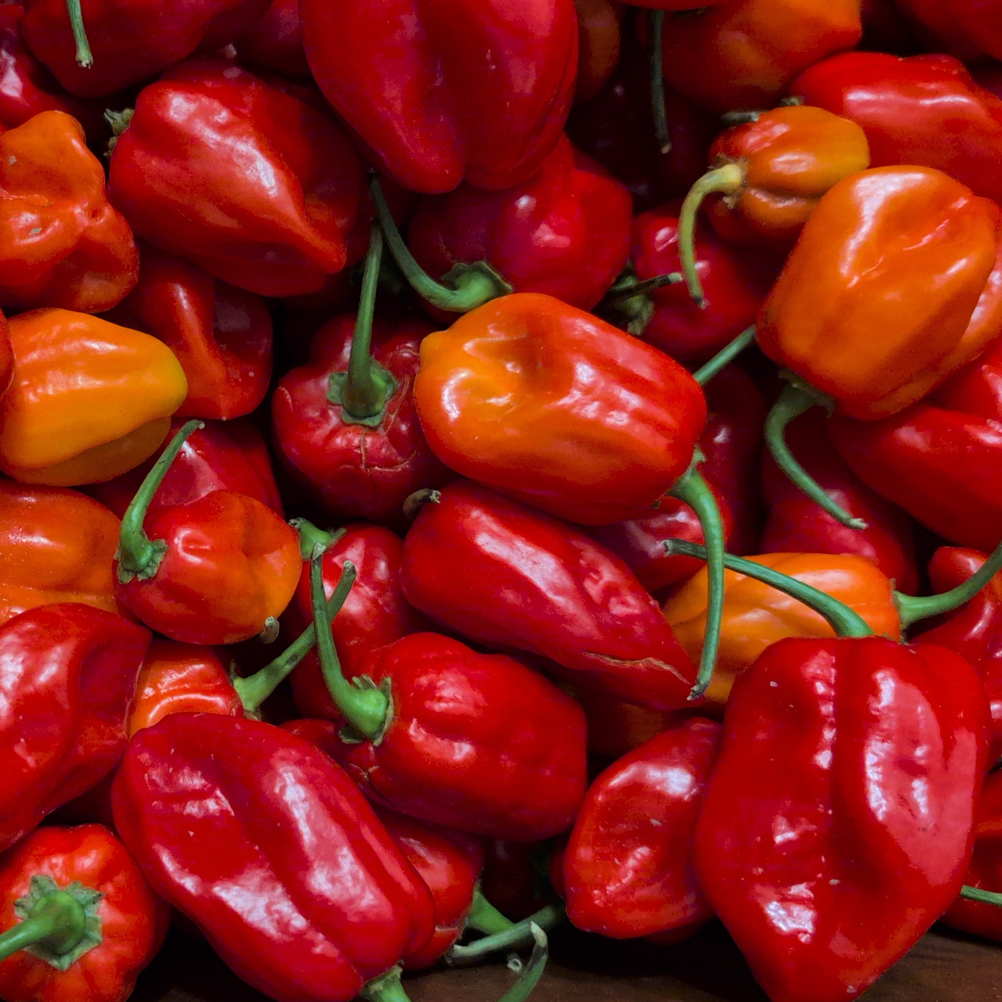 FAKO β Chili & African Spice Blend | Bold, Spicy, and Aromatic Flavor