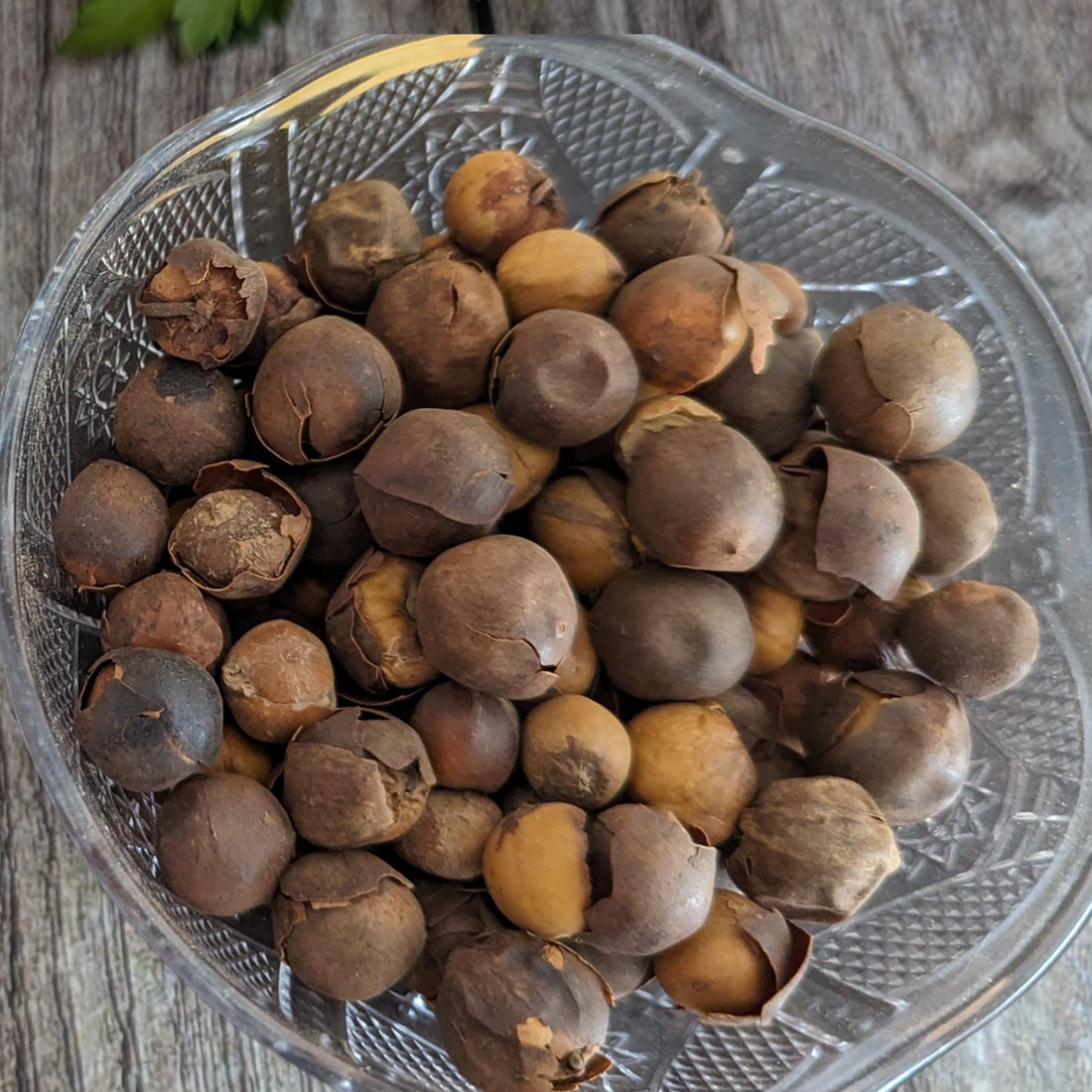 Country Onion - Bobimbi – Rondelle (Bush Onion) 🌿 | Smoky Garlic-Onion Flavor | 100% Natural African Spice
